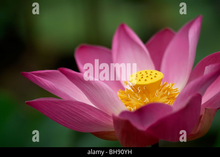 Close-up of Lotus flower Stock Photo