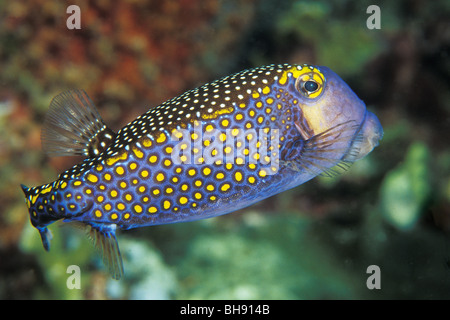 Male Spotted Boxfish, Ostracion meleagris, Manado, Sulawesi, Indonesia Stock Photo