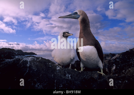 Brown Booby, Adult with Chick, Sula leucogaster, Cocos Island, Costa Rica Stock Photo