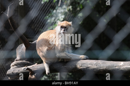 Patas Monkey (Erythrocebus patas) also known as Wadi monkey in Serengeti Park in Hodenhagen, Germany Stock Photo