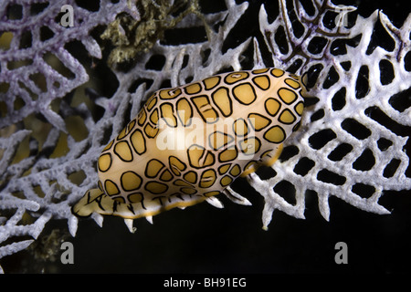 Flamingo Tongue Cowrie on Caribbean Sea Fan, Cyphoma gibbosum, Gorgonia ventalina, Santa Lucia, Caribbean Sea, Cuba Stock Photo