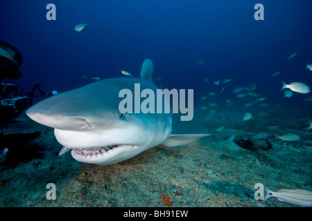 Bull Shark, Zambesi Shark, Carcharhinus Leucas, Santa Lucia, Caribbean Sea, Cuba Stock Photo