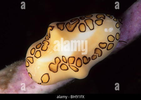 Flamingo Tongue Cowrie, Cyphoma gibbosum, Isla de la Juventud, Caribbean Sea, Cuba Stock Photo