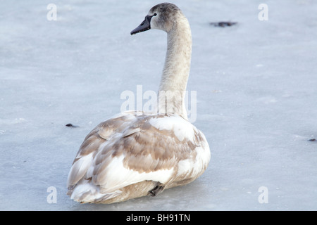 Juvenile mute swan sitting on a frozen loch, Scotland, UK Stock Photo