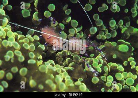 Transparent Commensal Shrimp shows Eggmass in Stomach, Periclimenes tosaensis, Lembeh Strait, Sulawesi, Indonesia Stock Photo