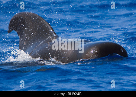 Short-finned Pilot Whale, Globicephala macrorhynchus, Big Island, Kona Coast, Hawaii, USA Stock Photo