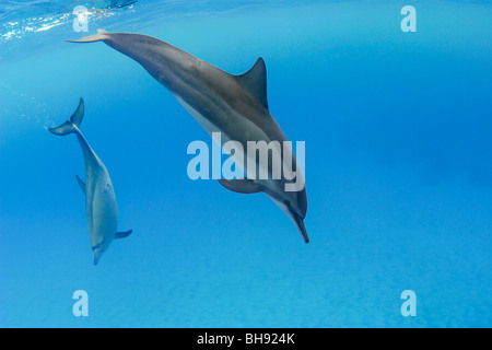 Hawaiian Spinner Dolphins, Stenella longirostris, Big Island, Kona Coast, Hawaii, USA