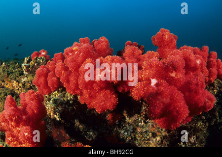 Red Soft Corals, Dendronephthya sp., Aliwal Shoals, Kwazulu-Natal, Indian Ocean, South Africa Stock Photo