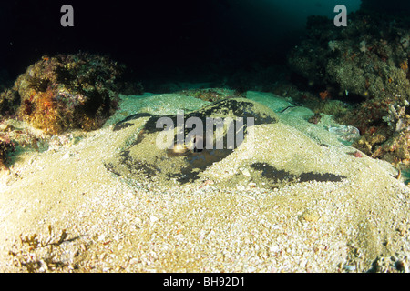 Cowtail Stingray hiding in Sand, Pastinachus sephen, Aliwal Shoals, Kwazulu-Natal, Indian Ocean, South Africa Stock Photo