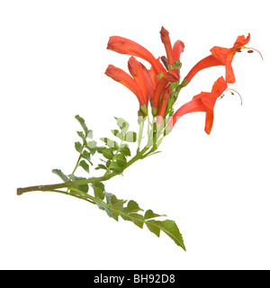 Isolated flowers and foliage of the Cape Honeysuckle or Tecoma capensis Stock Photo