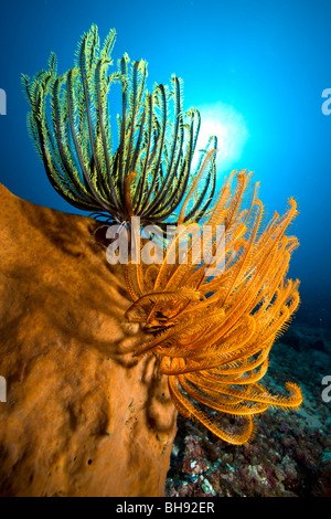 Colorful Crinoids on Sponge, Siau Island, Sangihe-Talaud Archipelago, Sulawesi, Indonesia Stock Photo