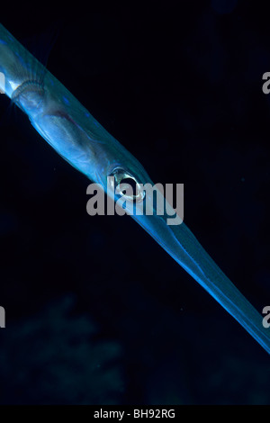 Smooth flutemouth Fistularia commersonii Egypt Africa Sinai Sharm el ...
