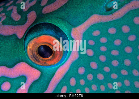 Eye of Bicolour Parrotfish, Cetoscarus bicolor, Red Sea, Egypt Stock Photo