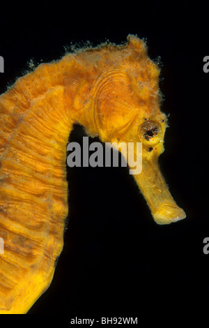 Yellow Common Seahorse, Hippocampus kuda, Lembeh Strait, Sulawesi, Indonesia Stock Photo