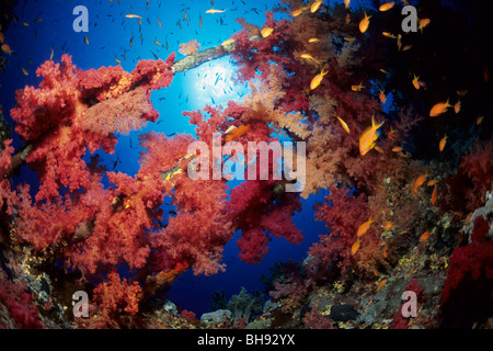 Soft Corals growing on Numidia Wreck, Brother Islands, Red Sea, Egypt Stock Photo