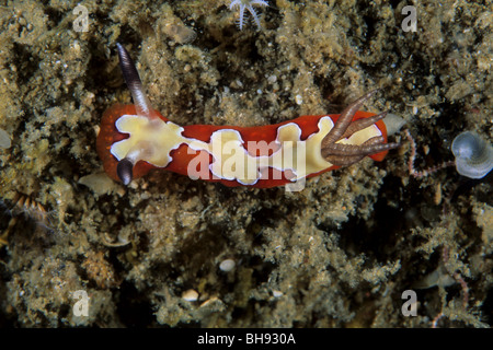 Red-yellow Nudibranch, Chromodoris fidelis, Lembeh Strait, Sulawesi, Indonesia Stock Photo