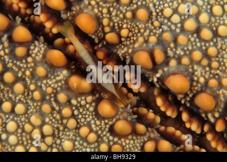 Commensal Shrimp on Cushion Starfish, Periclimenes soror, Culcita novaeguineae, Lembeh Strait, Sulawesi, Indonesia Stock Photo