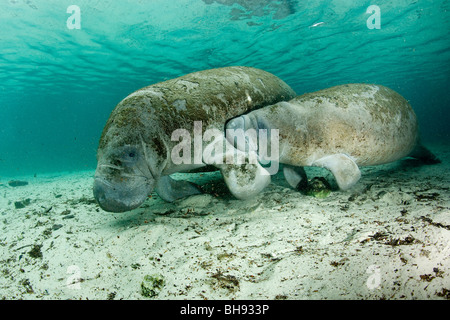 Florida Manatee, Calf sucking Milk from Mother, Trichechus manatus latirostris, Crystal River, Florida, USA Stock Photo