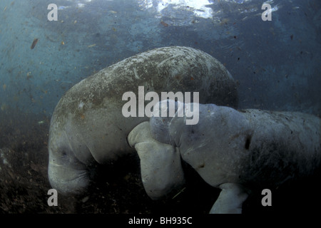 Florida Manatee, Calf sucking Milk from Mother, Trichechus manatus latirostris, Crystal River, Florida, USA Stock Photo