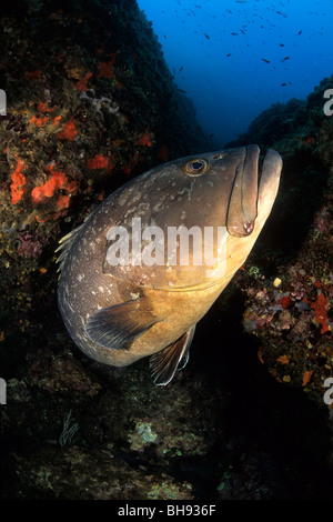 Dusky Grouper, Epinephelus marginatus, Medes Islands, Costa Brava, Spain Stock Photo