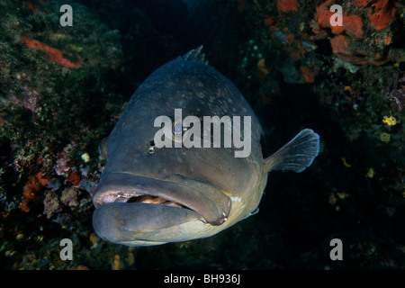 Dusky Grouper, Epinephelus marginatus, Medes Islands, Costa Brava, Spain Stock Photo