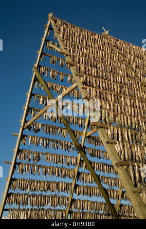 Stockfish drying on Racks, Solvaer, Vestfjord, Lofoten, Norway Stock Photo