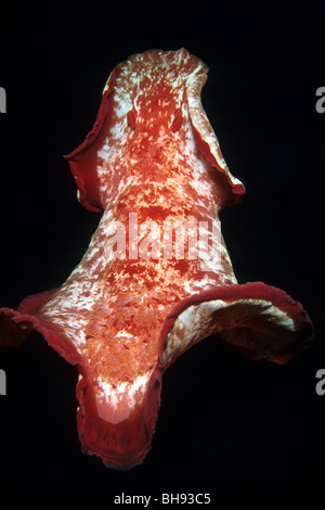 Spanish Dancer Nudibranch, Hexabranchus sanguineus, Kona, Big Island, Hawaii, USA Stock Photo