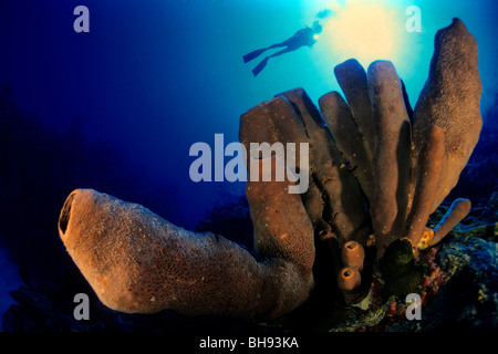 Scuba Diver and Brown Tube Sponge, Agelas conifera, Caribbean, Turks and Caicos Islands Stock Photo