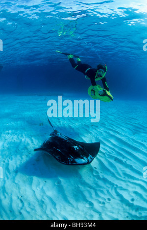 Scuba Diver meets Southern Stingray, Dasyatis americana, Caribbean, Turks and Caicos Islands Stock Photo