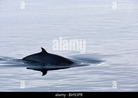 Northern Minke Whale, Balaenoptera acutorostrata, Spitsbergen, Svalbard Archipelago, Norway Stock Photo
