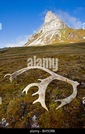 Antler of Svalbard Reindeer, Rangifer tarandus platyrhynchus, Alkhornet, Fjord Trygghamna, Svalbard Archipelago, Norway Stock Photo