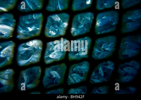 Breams in Fish Farm Cage, Parus aurata, Ponza, Mediterranean Sea, Italy Stock Photo