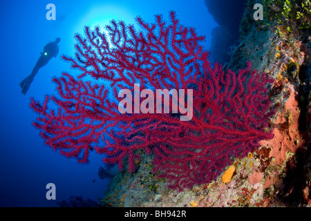 Red Gorgonia and Scuba Diver, Paramuricea clavata, Ponza, Mediterranean Sea, Italy Stock Photo