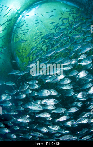 fish-farm-aqua-culture-with-gilt-head-sea-breams-sparus-aurata-ponza