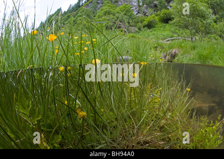 Plants in Lago del Sambuco, Lavizzara Valley, Ticino , Switzerland Stock Photo