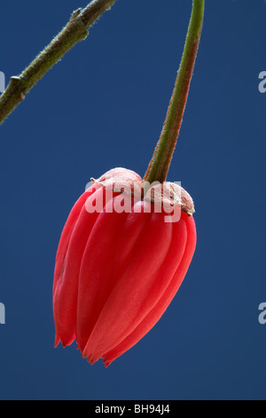 Close up of Crinodendron Hookerianum, Lantern Tree, flower set against blue background Stock Photo