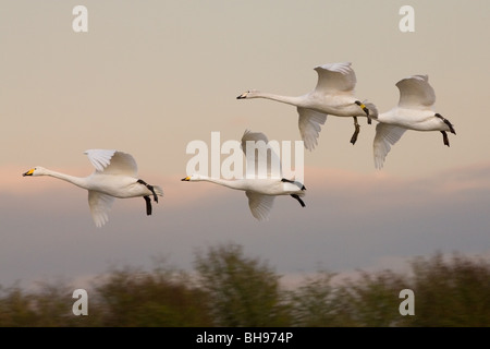 Whooper Swan Cygnus cygnus family group of two adults & two imatures in flight Stock Photo