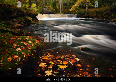 Beautiful autumn forest with a river in Harjumaa, Estonia Stock Photo