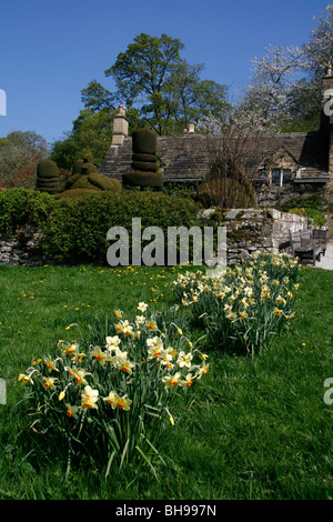 Gardener's Cottage and garden at Haddon Hall in Bakewell, Derbyshire, UK. Showing daffodils and topiary. Stock Photo