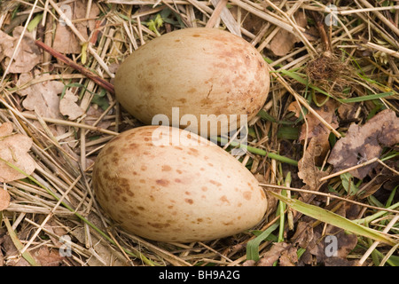 Common or Eurasian Crane (Grus grus). Clutch of two eggs on a nest. Stock Photo