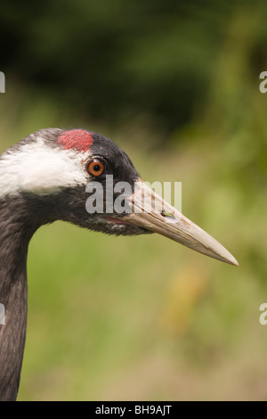 Eurasian or Common Crane (Grus grus). Adult male. Stock Photo
