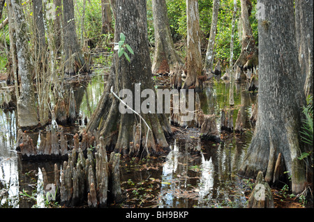 Trees and tree stumps in the swamplands of the Florida Everglades USA Stock Photo