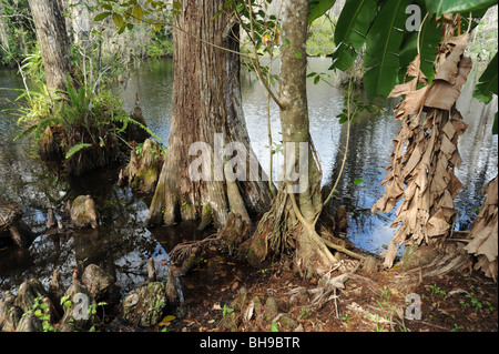 Trees and tree stumps in the swamplands of the Florida Everglades USA Stock Photo