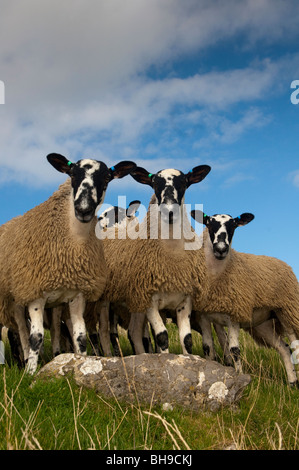 Mule gimmer lambs ready for sale Stock Photo