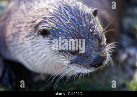 American River Otter (Lontra canadensis).