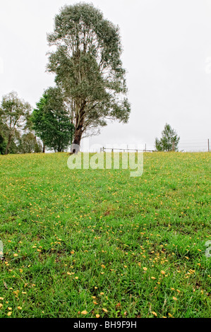 DORRIGO, New South Wales, Australia — Field with wildflowers near Dorrigo in north central New South Wales. Stock Photo