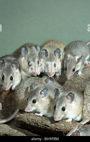 Turkish Spiny Mice (Acomys cilicicus). Stock Photo