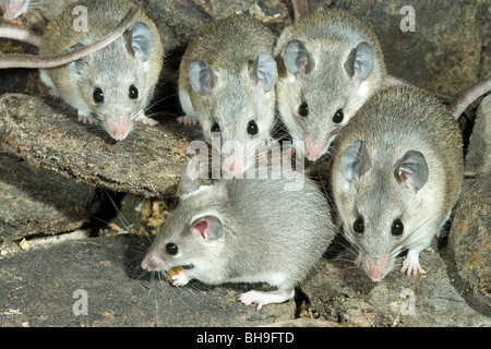 Turkish Spiny Mice (Acomys cilicicus). Stock Photo