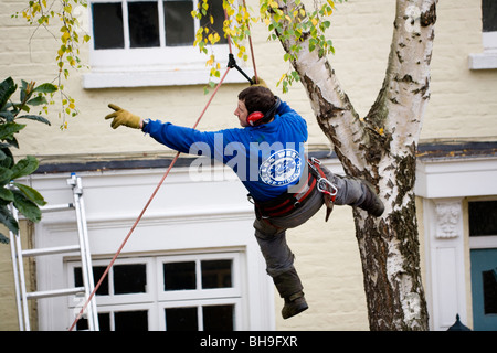 Tree surgeon supported by / suspended from safety ropes while trimming a tree.