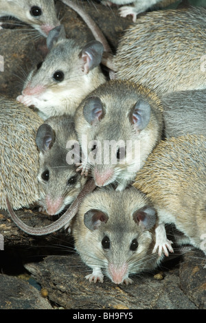 Turkish Spiny Mice (Acomys cilicicus). Stock Photo